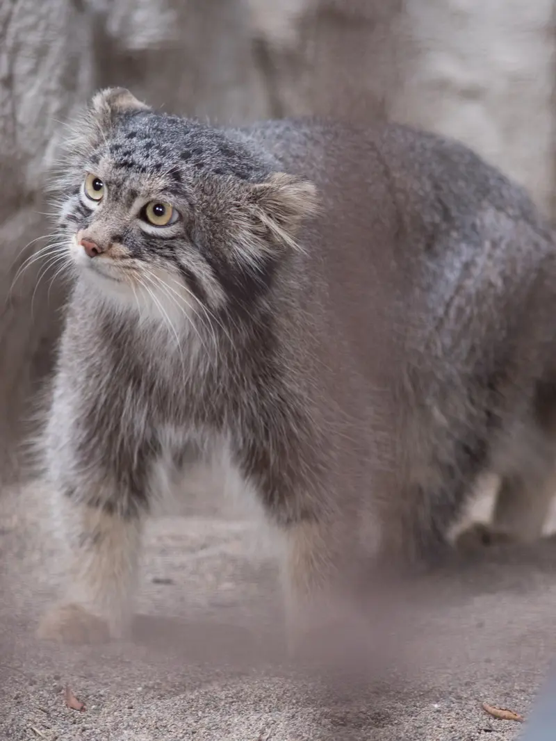 野毛山動物園のフィーガの写真
