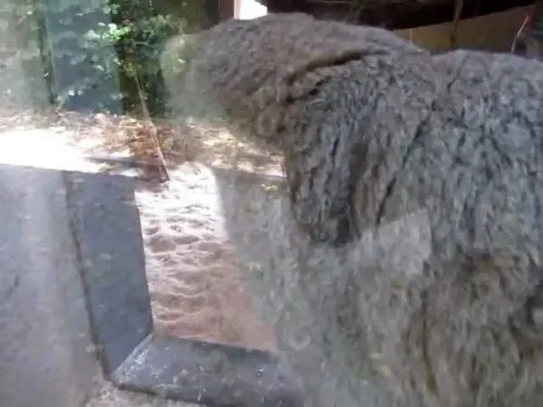 ザールブリュッケン動物園のカール・ハインツの動画
