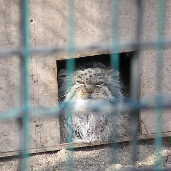 マクデブルク動物園のマヌエラの写真