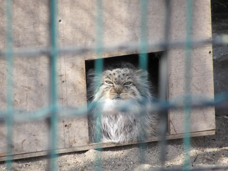 マクデブルク動物園のマヌエラの写真