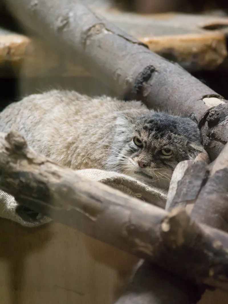 恩賜上野動物園のプリームラの写真