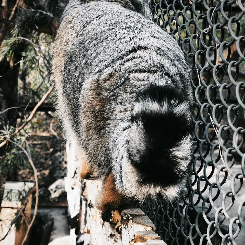 ノヴォシビルスク動物園のルフの写真