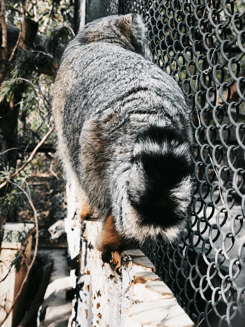 ノヴォシビルスク動物園のルフの写真