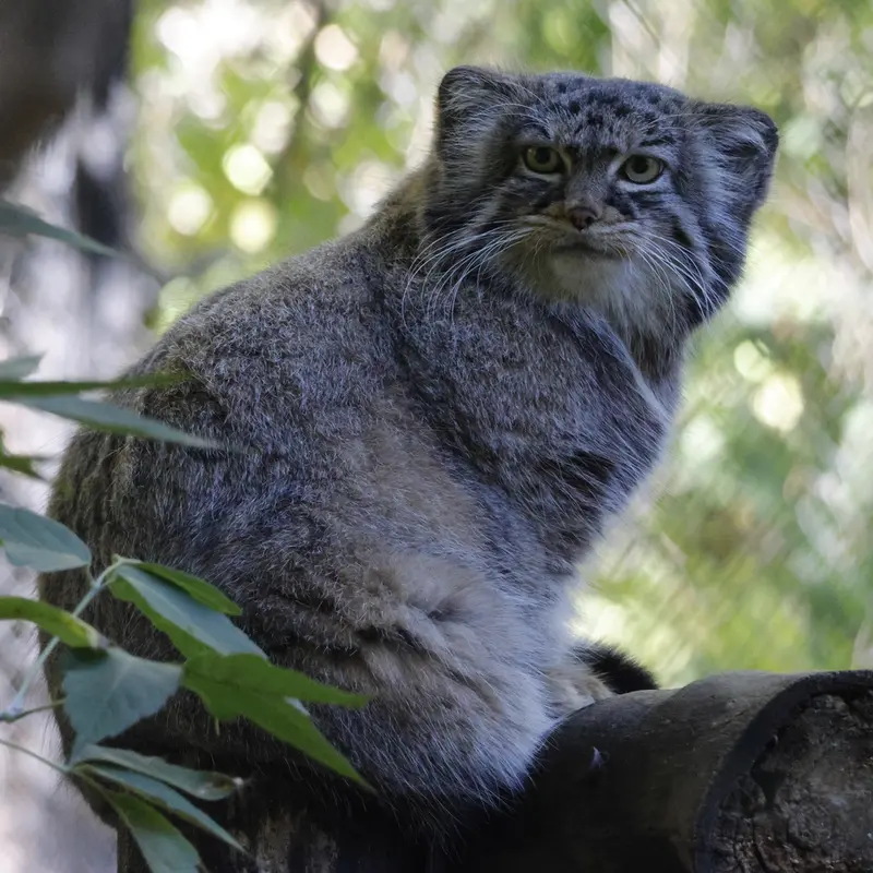 ノヴォシビルスク動物園のゾーシャの写真