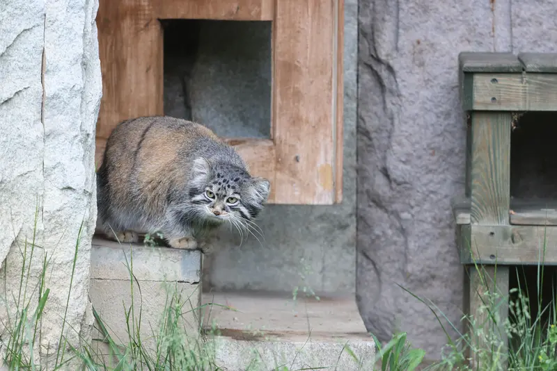 モスクワ動物園のティモフェイの写真