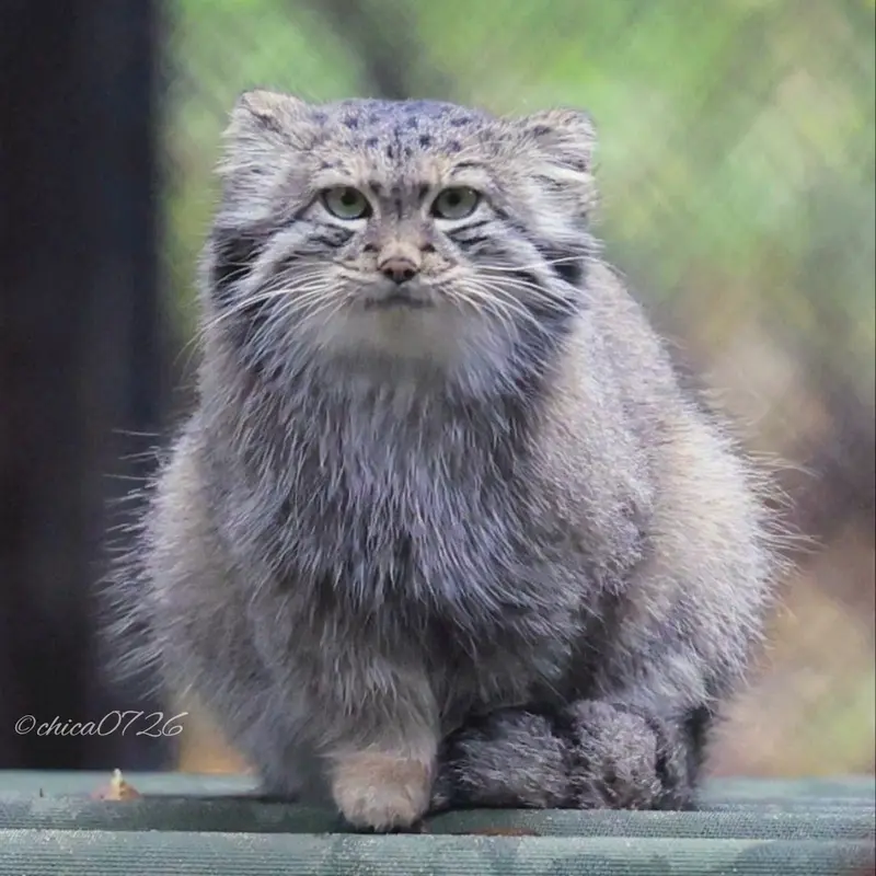 ノヴォシビルスク動物園のスネジャナの写真
