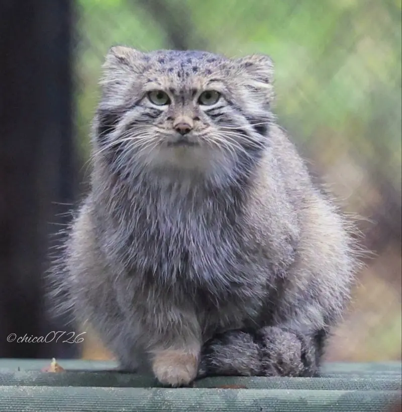 ノヴォシビルスク動物園のスネジャナの写真