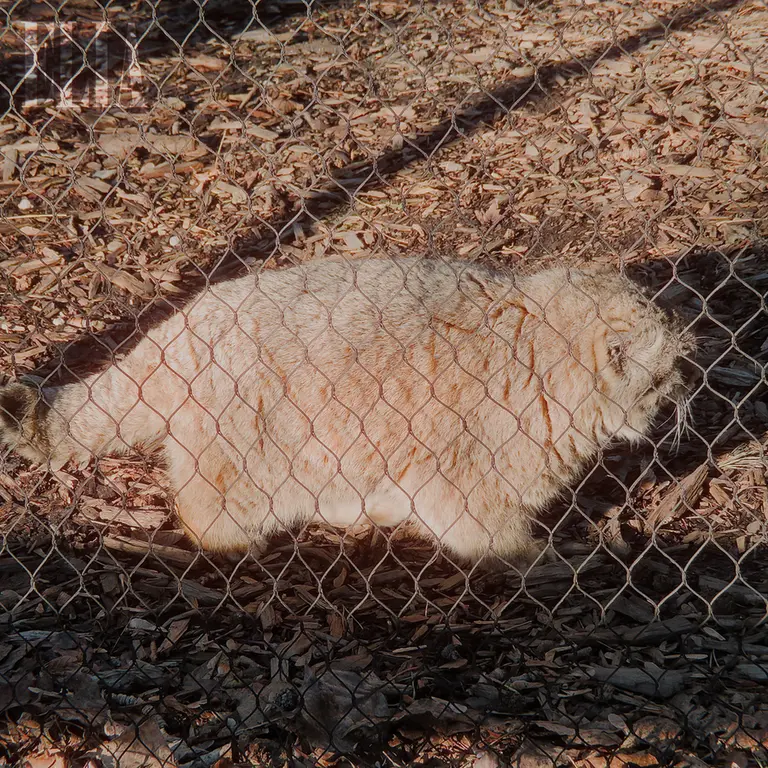 カルガリー動物園 / ワイルダー研究所のオラフの写真