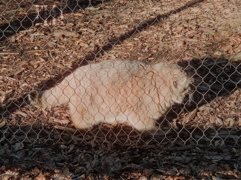 カルガリー動物園 / ワイルダー研究所のオラフの写真