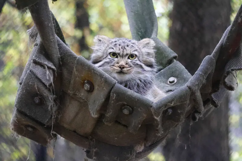 ノヴォシビルスク動物園のマヌルネコの写真