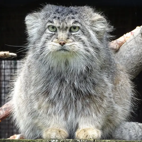 リガ動物園のビョルンの写真