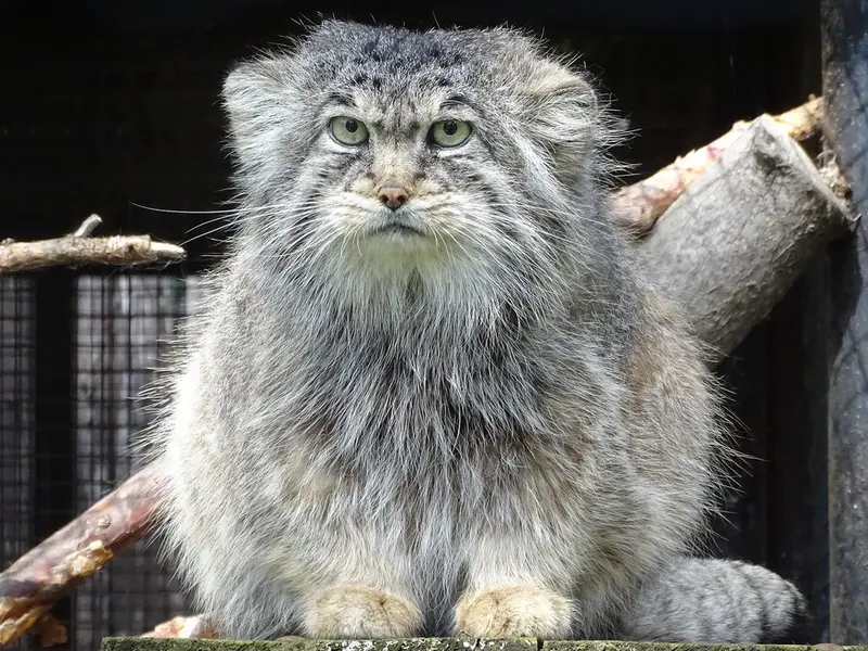 リガ動物園のビョルンの写真