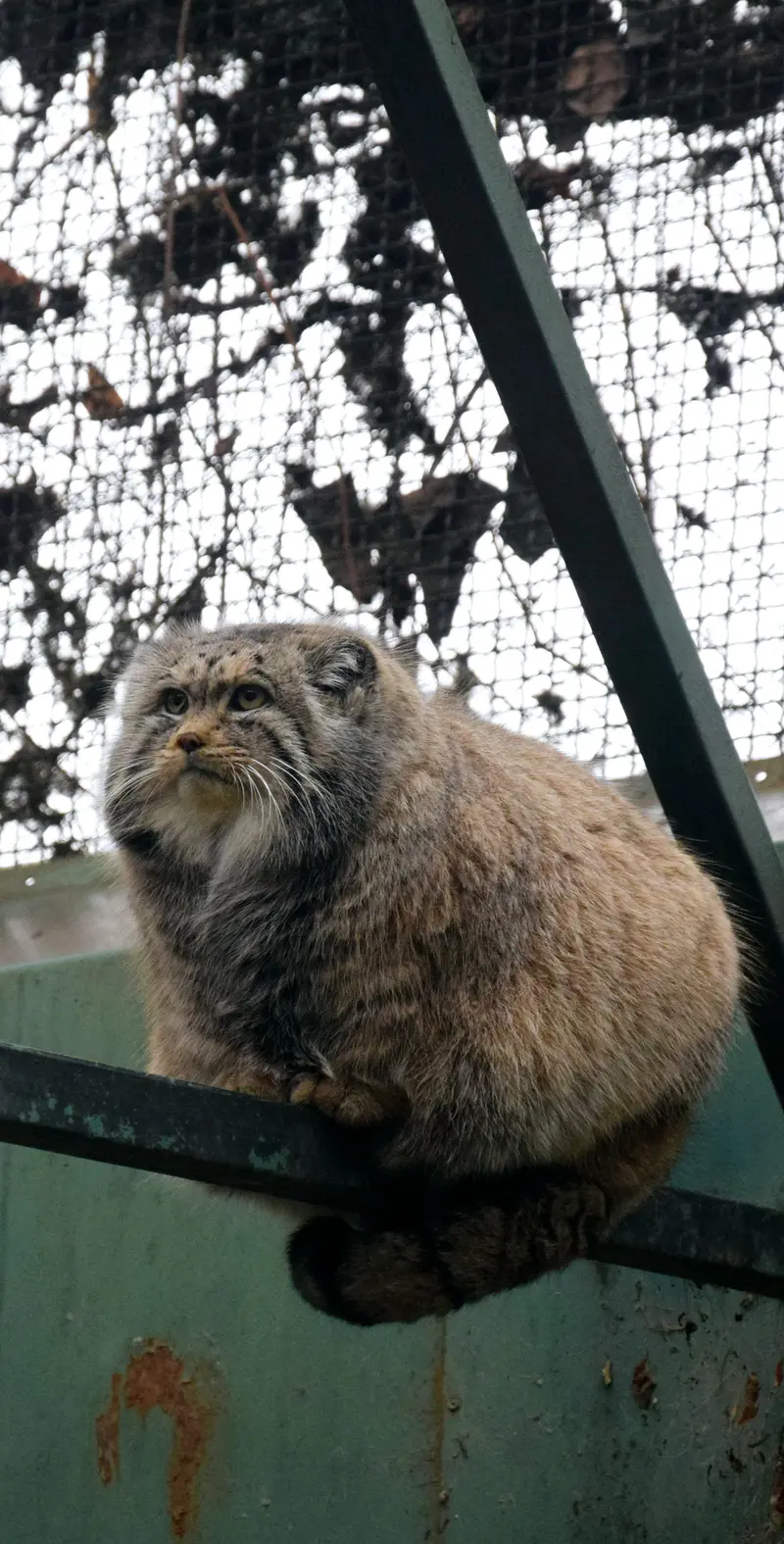 ブダペスト動物園・植物園のボフスの写真