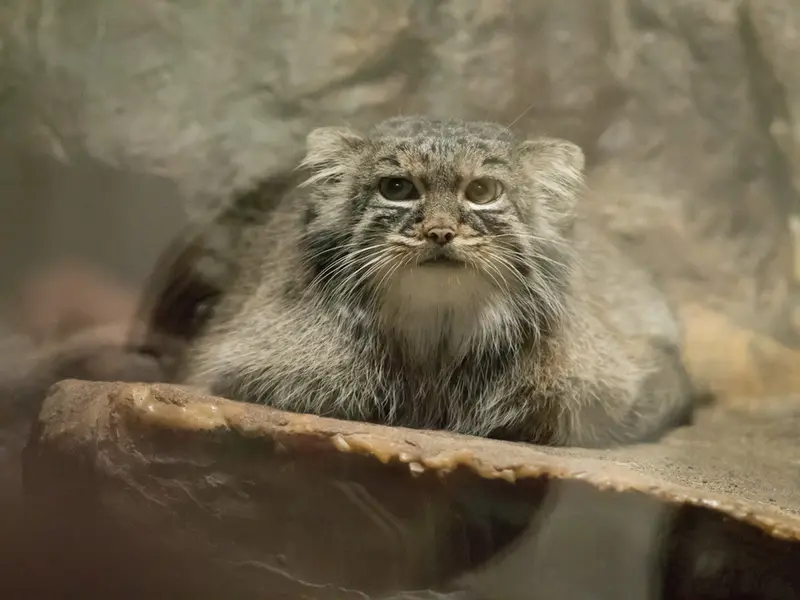 恩賜上野動物園のサフランの写真