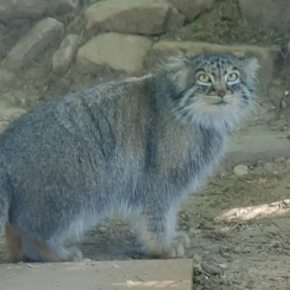プエブロ動物園のオリーブの写真