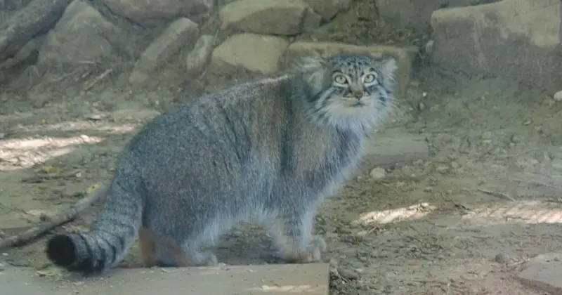 プエブロ動物園のオリーブの写真