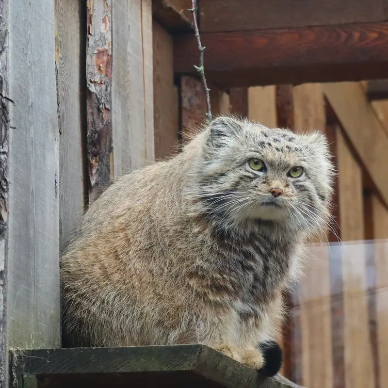 タリン動物園のマーズの写真