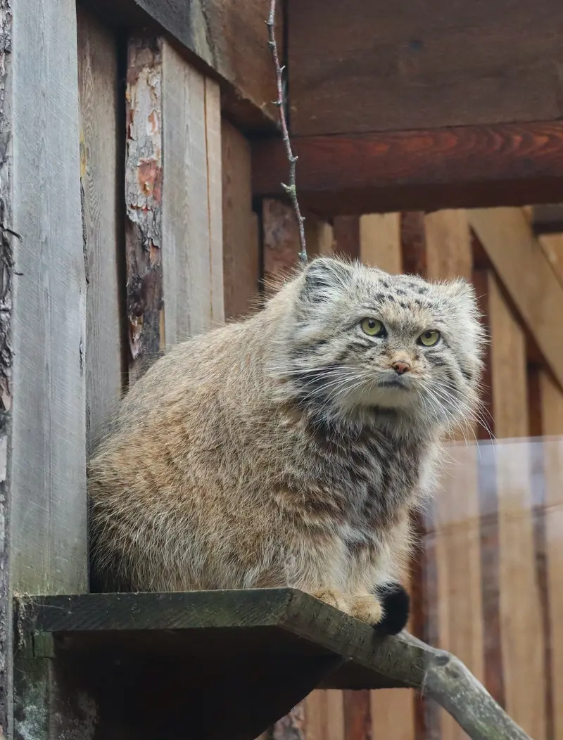 タリン動物園のマーズの写真