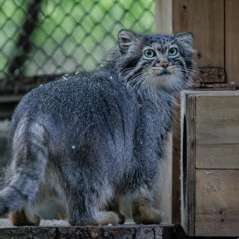 ノヴォシビルスク動物園のアデルの写真