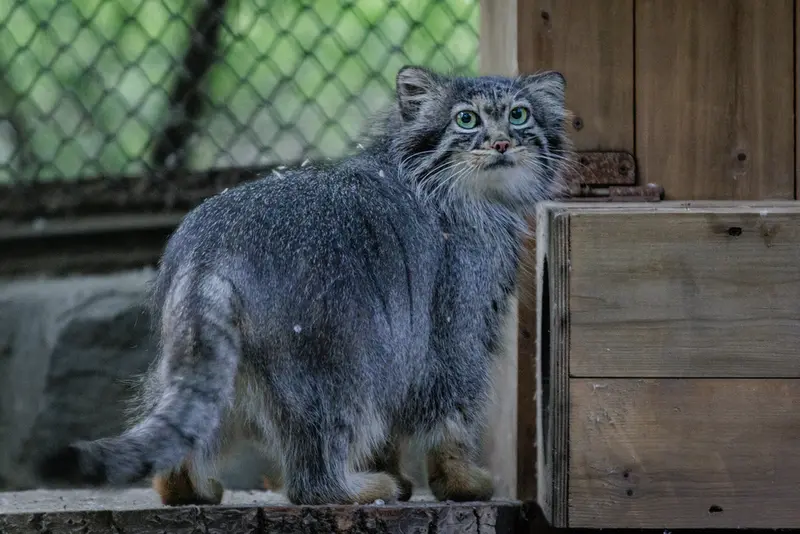 ノヴォシビルスク動物園のアデルの写真