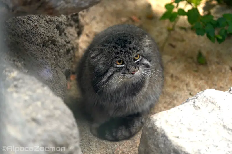 神戸どうぶつ王国のナルの写真