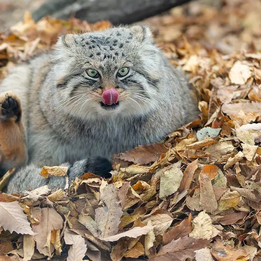 埼玉県こども動物自然公園のロータスの写真