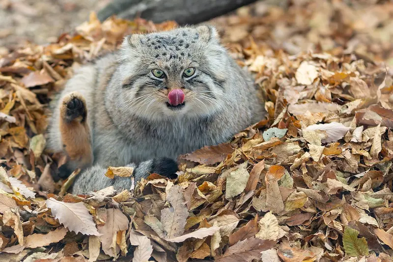 埼玉県こども動物自然公園のロータスの写真