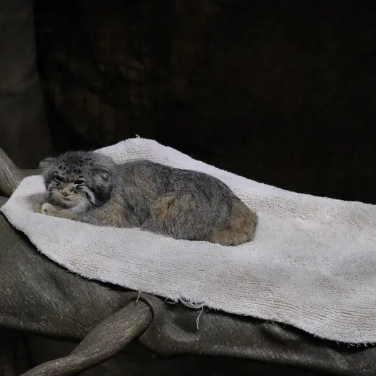 ブルックフィールド動物園シカゴのヨハンの写真