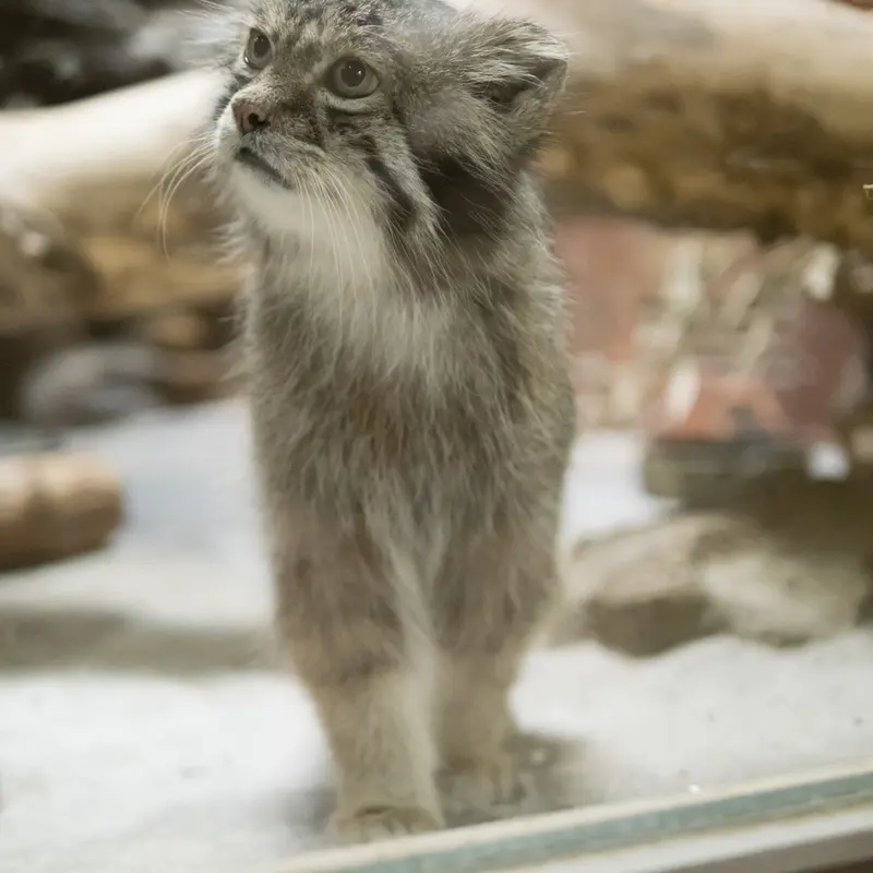 恩賜上野動物園のクリョンの写真