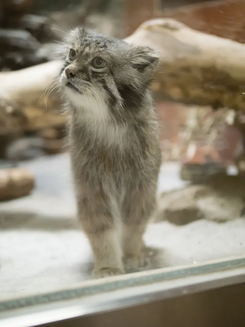 恩賜上野動物園のクリョンの写真