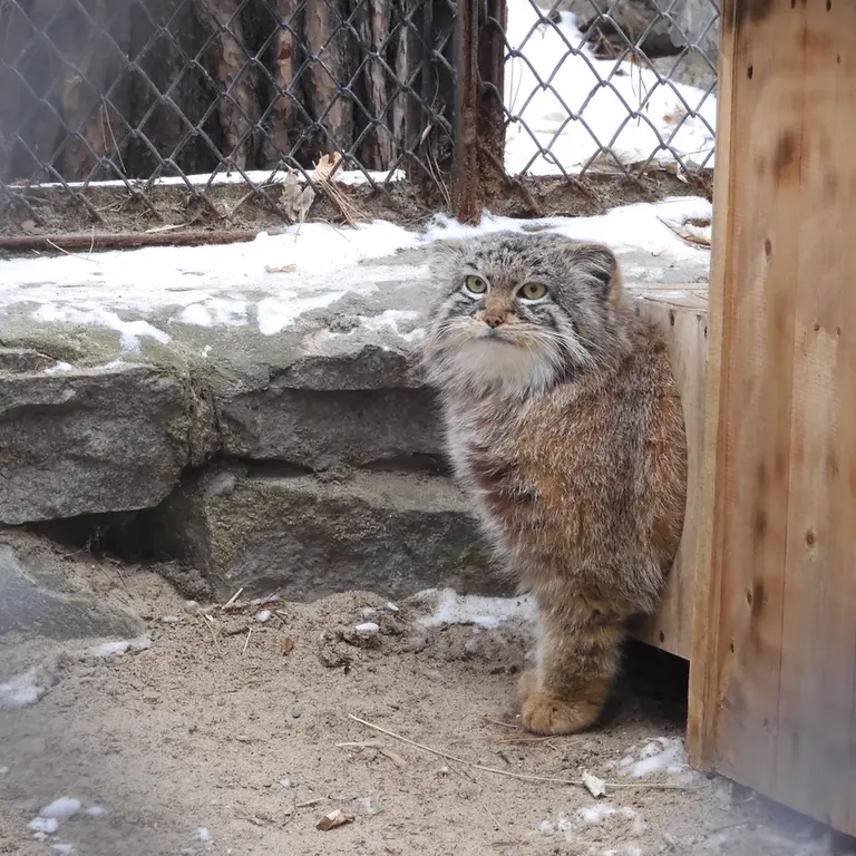 ノヴォシビルスク動物園のルフの写真
