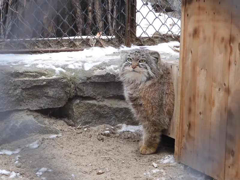 ノヴォシビルスク動物園のルフの写真