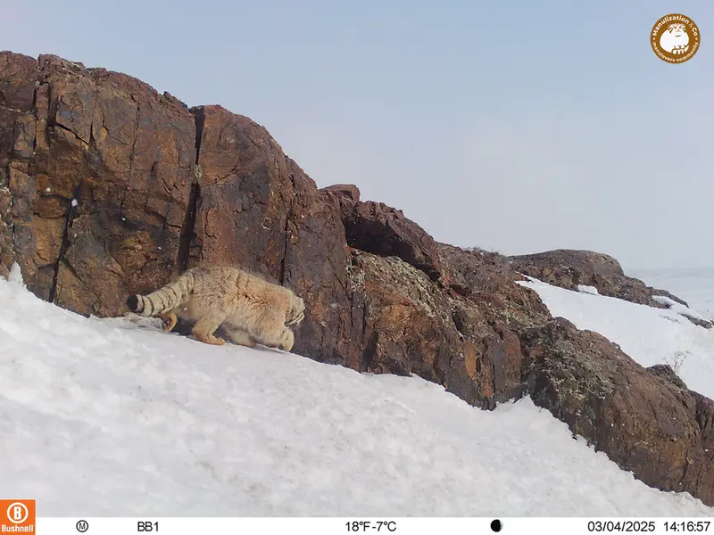 アクタス＝クンコラ［新］カメラトラップで撮影したOtocolobus manul manulの写真