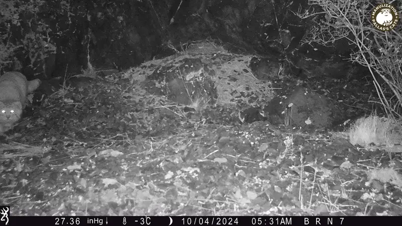 エギズカラ［新］カメラトラップで撮影したOtocolobus manul manulの写真
