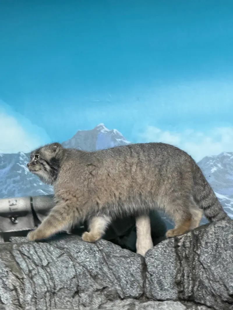 シンシナティ動物園のイザベルの写真