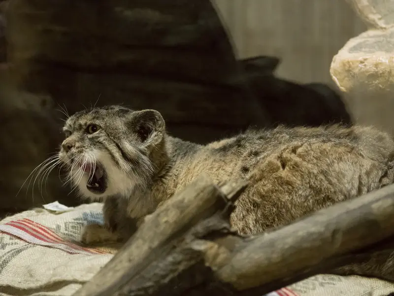 恩賜上野動物園のプリームラの写真