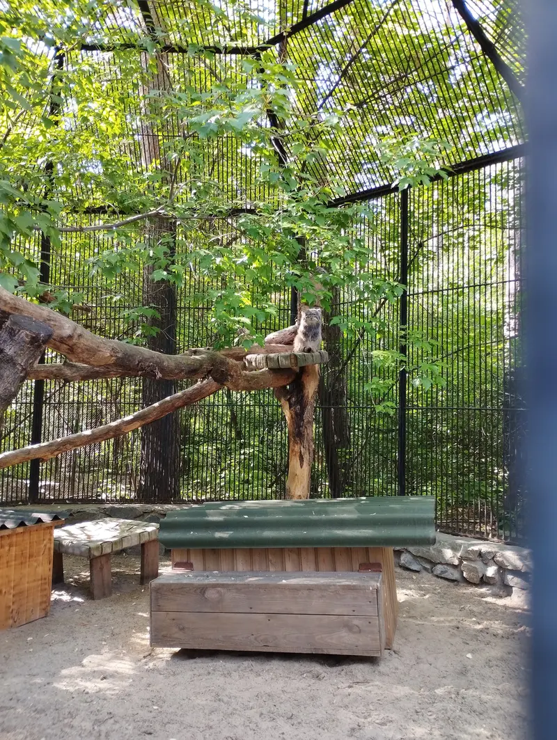 ノヴォシビルスク動物園のマヌルネコの写真