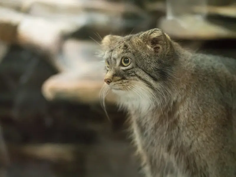 恩賜上野動物園のフィーガの写真