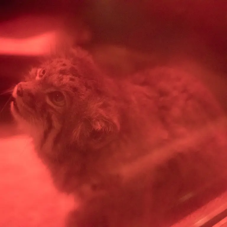 恩賜上野動物園のナイマの写真