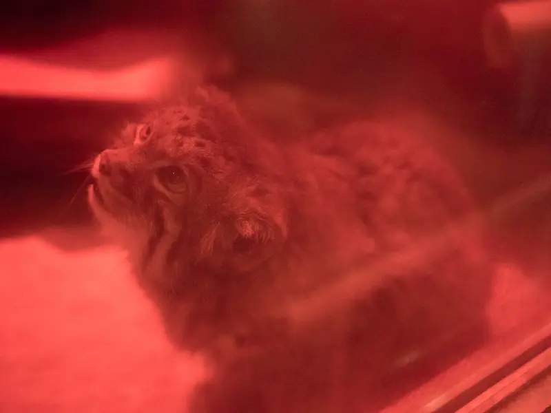 恩賜上野動物園のナイマの写真