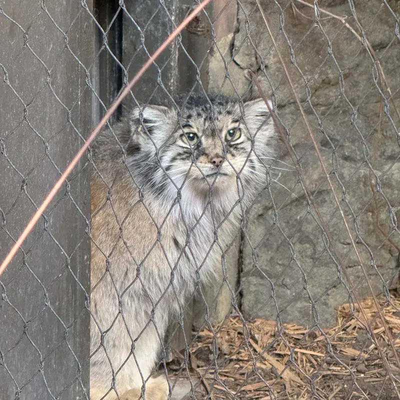 プロスペクト・パーク動物園のサルナイの写真