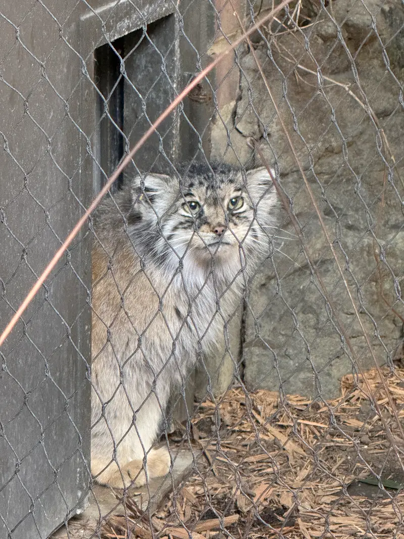プロスペクト・パーク動物園のサルナイの写真