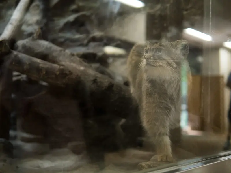 恩賜上野動物園のプリームラの写真
