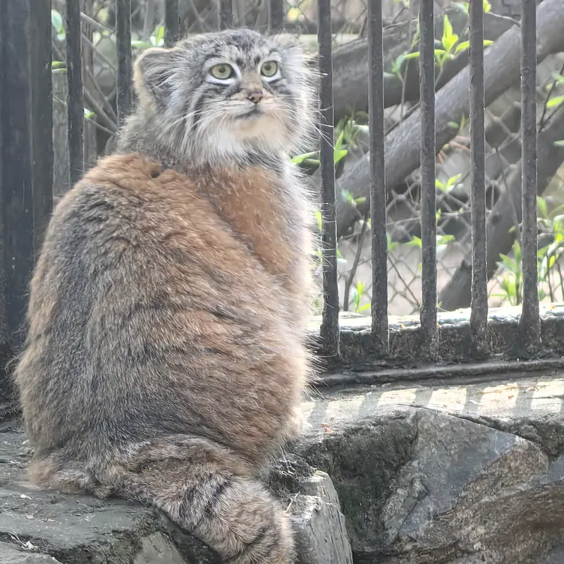 ノヴォシビルスク動物園のアーニャの写真
