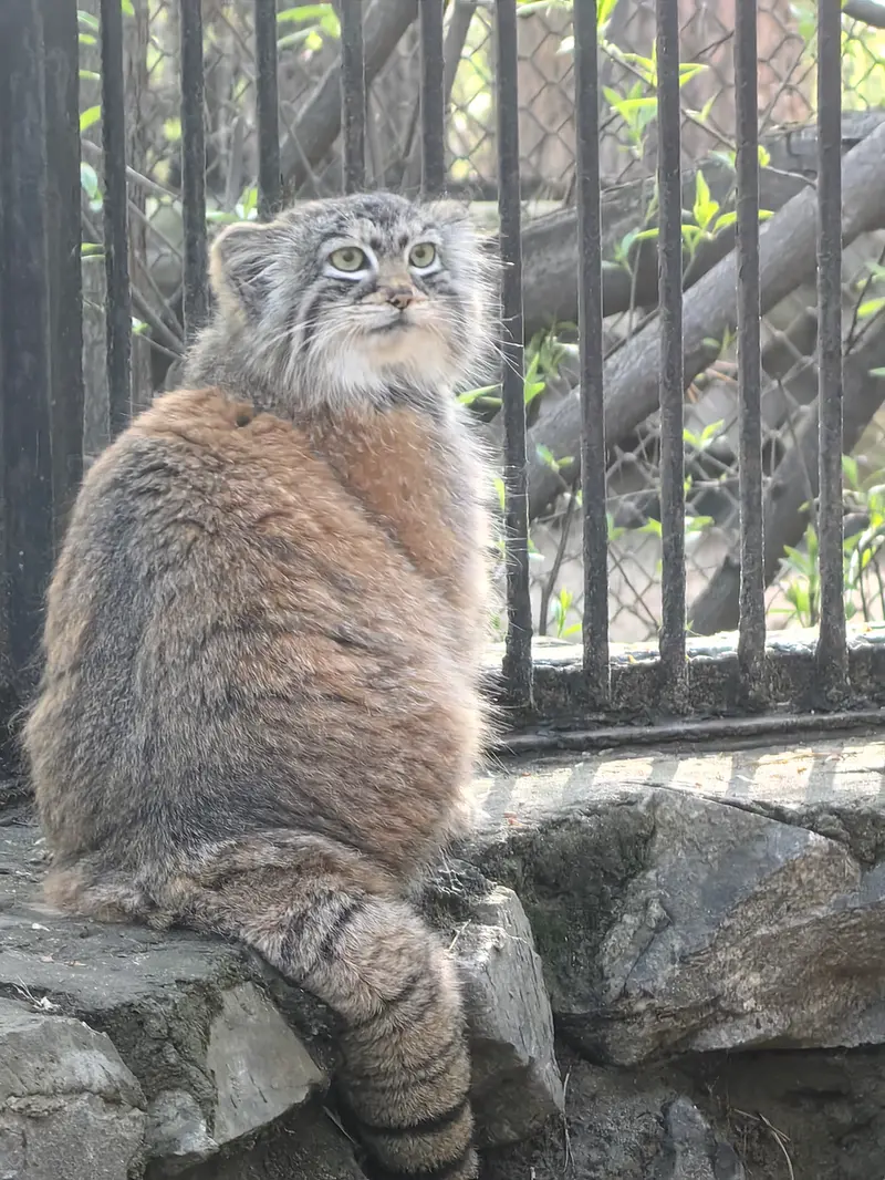 ノヴォシビルスク動物園のアーニャの写真