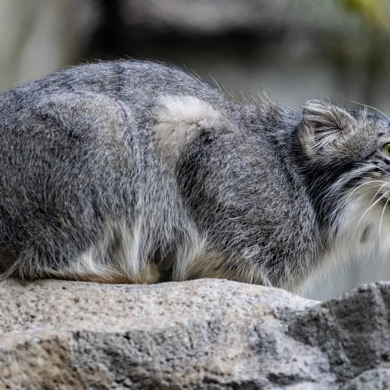 ウッドランド・パーク動物園のグースの写真