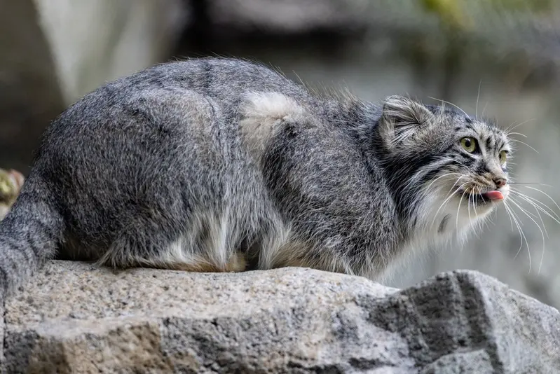 ウッドランド・パーク動物園のグースの写真