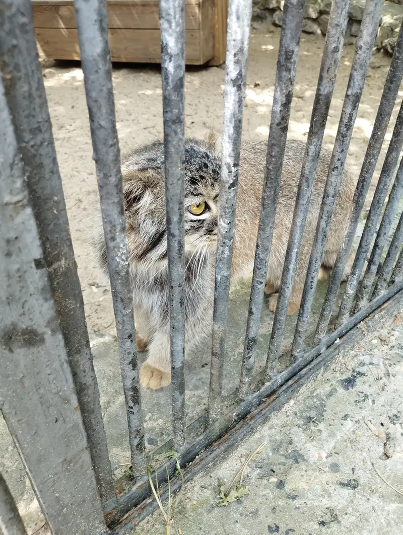 ノヴォシビルスク動物園のマヌルネコの写真