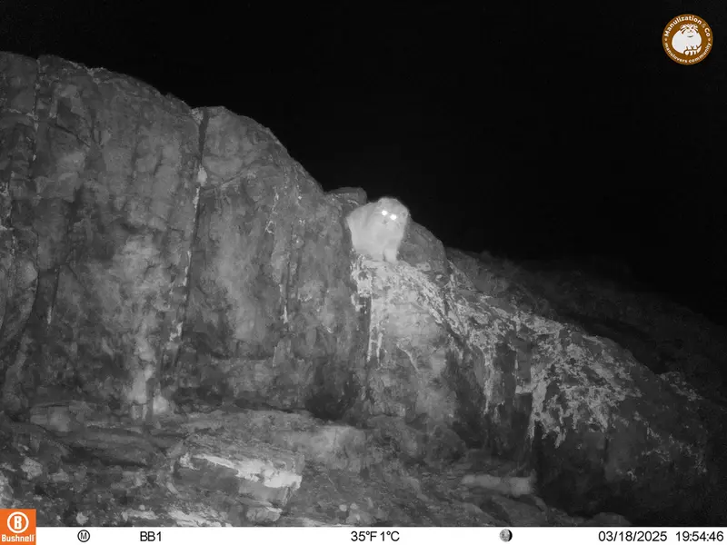 アクタス＝クンコラ［新］カメラトラップで撮影したOtocolobus manul manulの写真