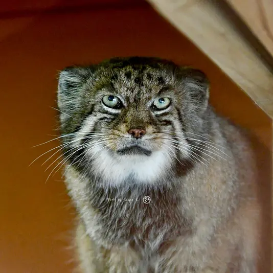 埼玉県こども動物自然公園のセバスチャンの写真